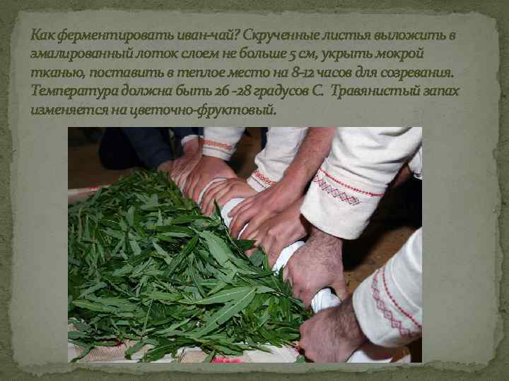 Как ферментировать иван-чай? Скрученные листья выложить в эмалированный лоток слоем не больше 5 см,