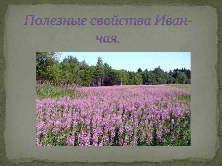 Полезные свойства Иванчая. 