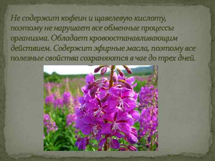 Не содержит кофеин и щавелевую кислоту, поэтому не нарушает все обменные процессы организма. Обладает