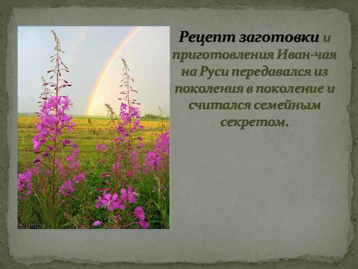 Рецепт заготовки и приготовления Иван-чая на Руси передавался из поколения в поколение и считался