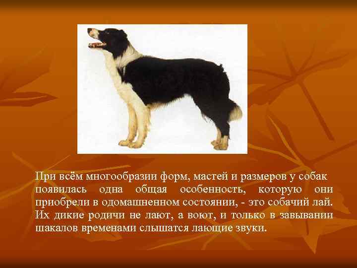 При всём многообразии форм, мастей и размеров у собак появилась одна общая особенность, которую