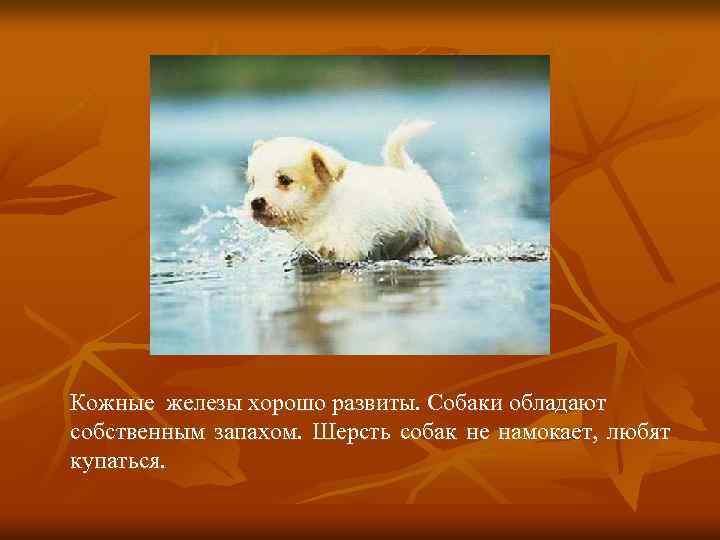Кожные железы хорошо развиты. Собаки обладают собственным запахом. Шерсть собак не намокает, любят купаться.