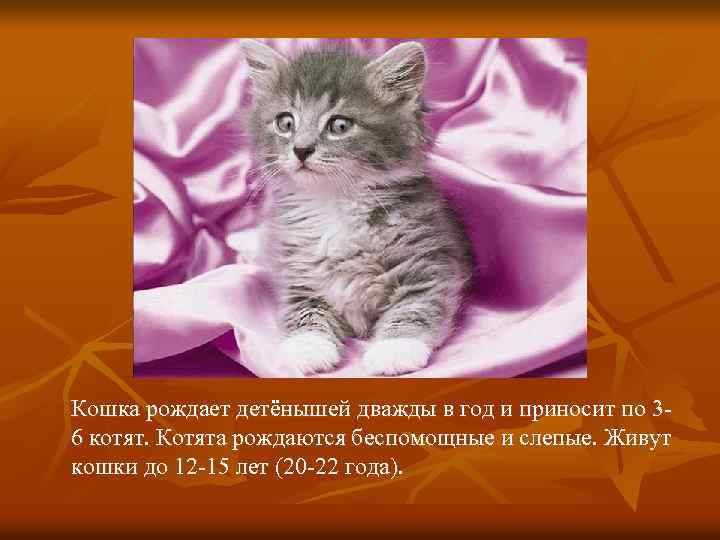 Кошка рождает детёнышей дважды в год и приносит по 36 котят. Котята рождаются беспомощные