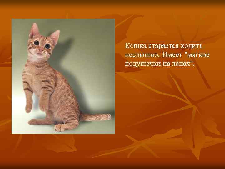 Кошка старается ходить неслышно. Имеет "мягкие подушечки на лапах". 