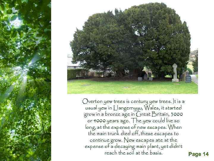 Overton yew trees is century yew trees. It is a usual yew in Llangernyyu,