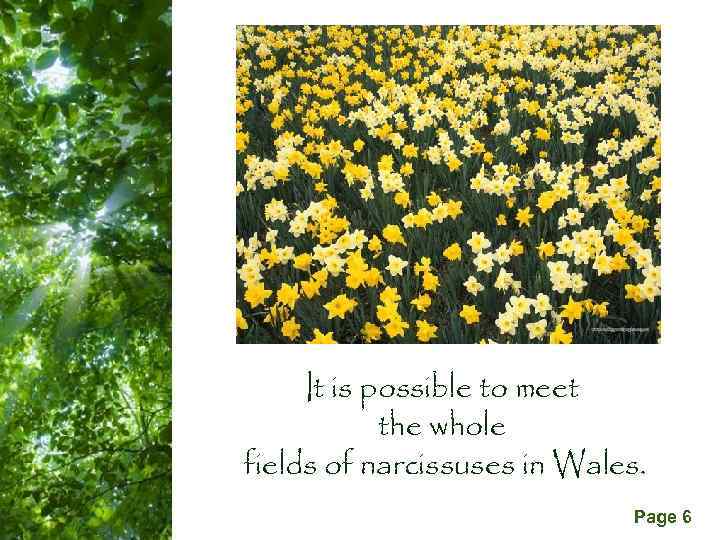 It is possible to meet the whole fields of narcissuses in Wales. Free Powerpoint