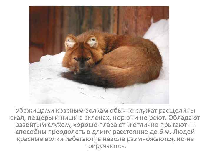 Убежищами красным волкам обычно служат расщелины скал, пещеры и ниши в склонах; нор они