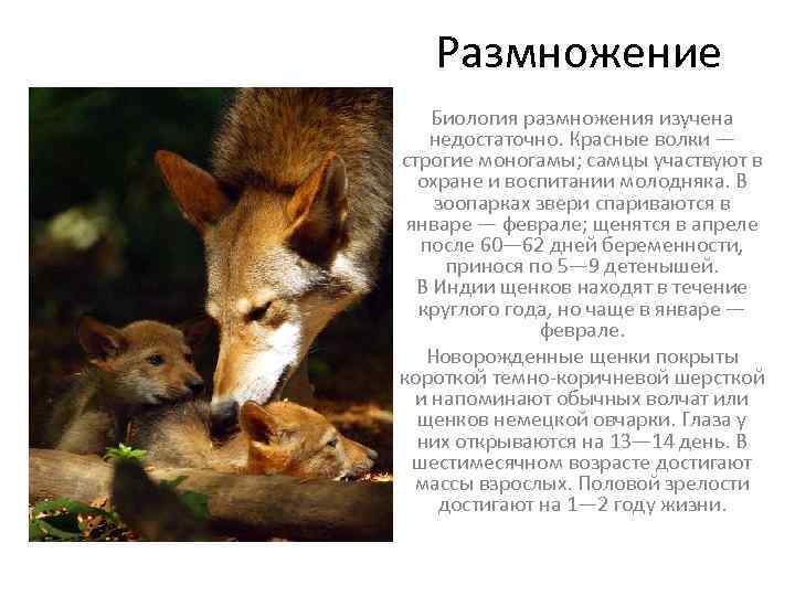 Размножение Биология размножения изучена недостаточно. Красные волки — строгие моногамы; самцы участвуют в охране