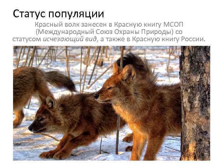 Статус популяции Красный волк занесен в Красную книгу МСОП (Международный Союз Охраны Природы) со