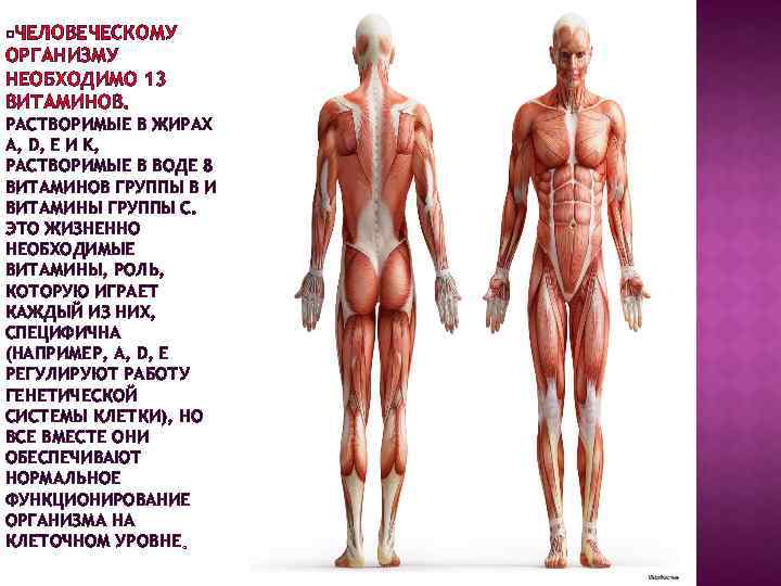 ЧЕЛОВЕЧЕСКОМУ ОРГАНИЗМУ НЕОБХОДИМО 13 ВИТАМИНОВ. РАСТВОРИМЫЕ В ЖИРАХ А, D, E И K, РАСТВОРИМЫЕ