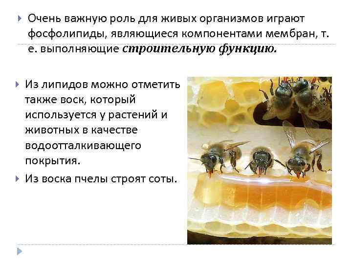 Какую роль играют организмы производители. Важную роль живых организмов играют. Вещества входящие в состав живых организмов. Воск пластинки пчелы. Воска пчелы берут.