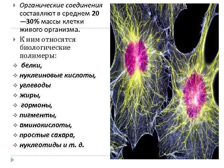 Вещества входящие в живой организм. К биологическим полимерам относятся:. Основную массу клетки составляет. Органические вещества встречаются только в телах живых организмов. К органическим веществам входящим в состав клетки относят.