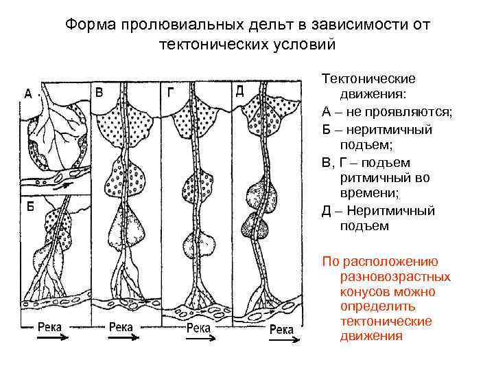 Форма пролювиальных дельт в зависимости от тектонических условий Тектонические движения: А – не проявляются;