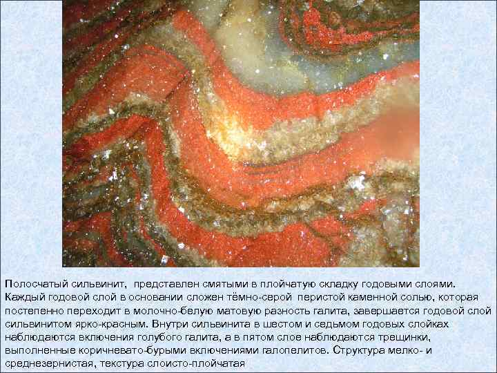 Полосчатый сильвинит, представлен смятыми в плойчатую складку годовыми слоями. Каждый годовой слой в основании