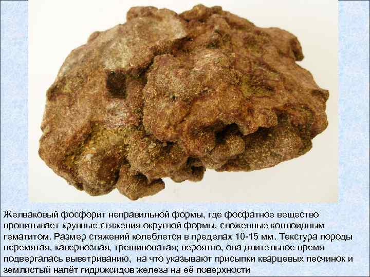 Желваковый фосфорит неправильной формы, где фосфатное вещество пропитывает крупные стяжения округлой формы, сложенные коллоидным