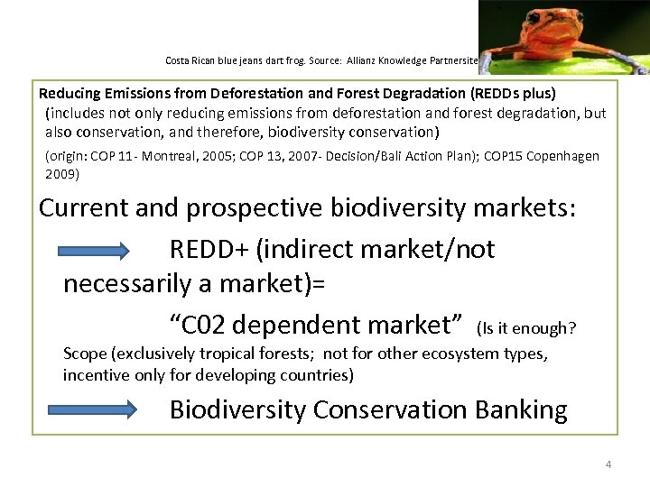 Costa Rican blue jeans dart frog. Source: Allianz Knowledge Partnersite Reducing Emissions from Deforestation