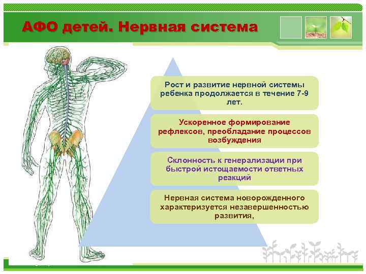 АФО детей. Нервная система Рост и развитие нервной системы ребенка продолжается в течение 7