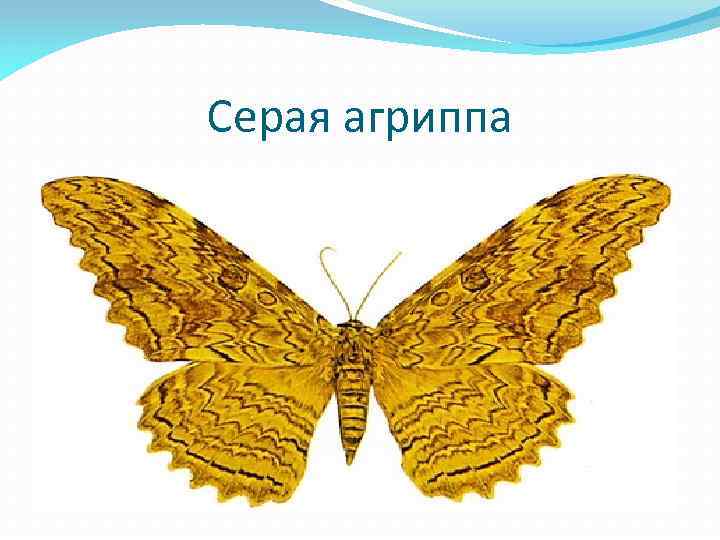 Серая агриппа 