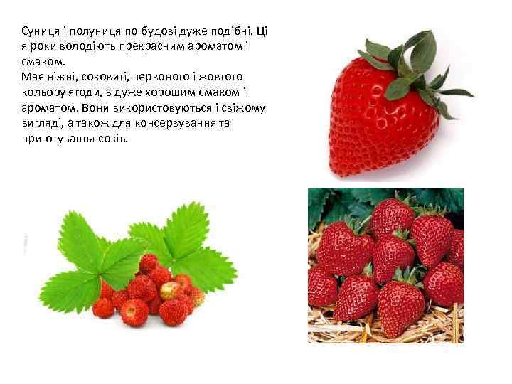 Суниця і полуниця по будові дуже подібні. Ці я роки володіють прекрасним ароматом і