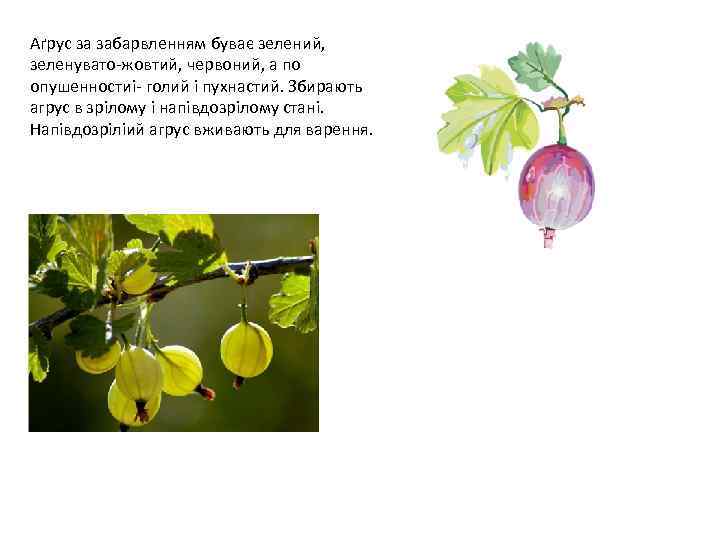 Аґрус за забарвленням буває зелений, зеленувато-жовтий, червоний, а по опушенностиі- голий і пухнастий. Збирають