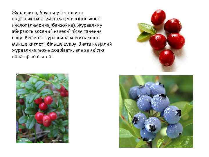 Журавлина, брусниця і чорниця відрізняються вмістом великої кількості кислот (лимонна, бензойна). Журавлину збирають восени