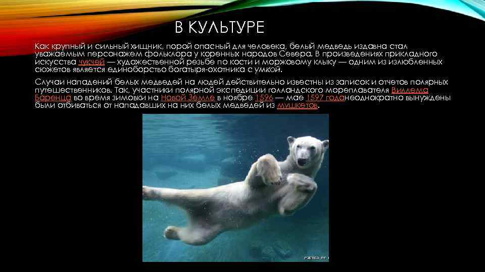 В КУЛЬТУРЕ Как крупный и сильный хищник, порой опасный для человека, белый медведь издавна