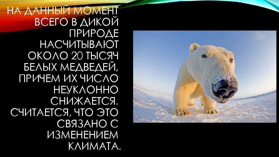 НА ДАННЫЙ МОМЕНТ ВСЕГО В ДИКОЙ ПРИРОДЕ НАСЧИТЫВАЮТ ОКОЛО 20 ТЫСЯЧ БЕЛЫХ МЕДВЕДЕЙ, ПРИЧЕМ
