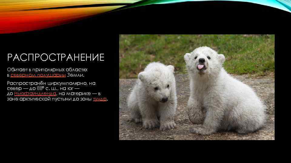 РАСПРОСТРАНЕНИЕ Обитает в приполярных областях в северном полушарии Земли. Распространён циркумполярно, на север —