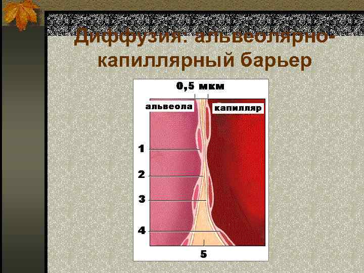 Диффузия: альвеолярнокапиллярный барьер 