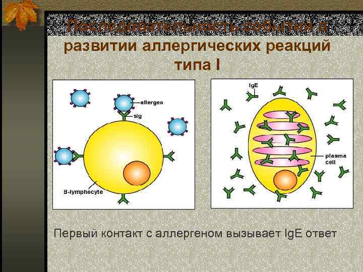 Последовательность событий в развитии аллергических реакций типа I Первый контакт с аллергеном вызывает Ig.