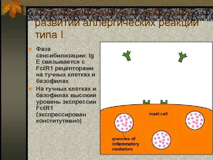 Последовательность событий в развитии аллергических реакций типа I n Фаза сенсибилизации: Ig E связывается