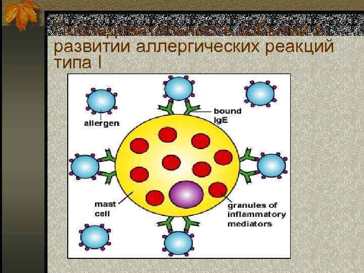 Последовательность событий в развитии аллергических реакций типа I 