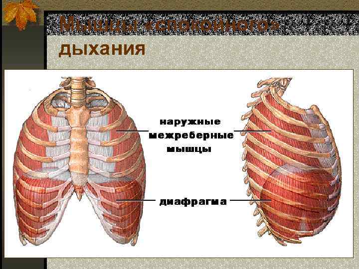 Мышцы «спокойного» дыхания 