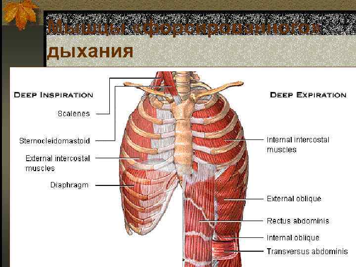 Мышцы «форсированного» дыхания 