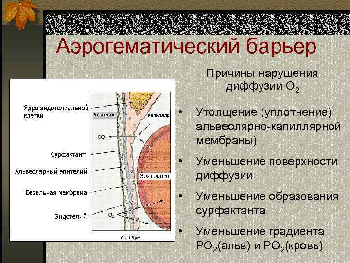 Аэрогематический барьер Причины нарушения диффузии О 2 • Утолщение (уплотнение) альвеолярно-капиллярной мембраны) • Уменьшение