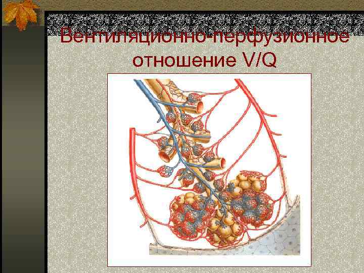 Вентиляционно-перфузионное отношение V/Q 