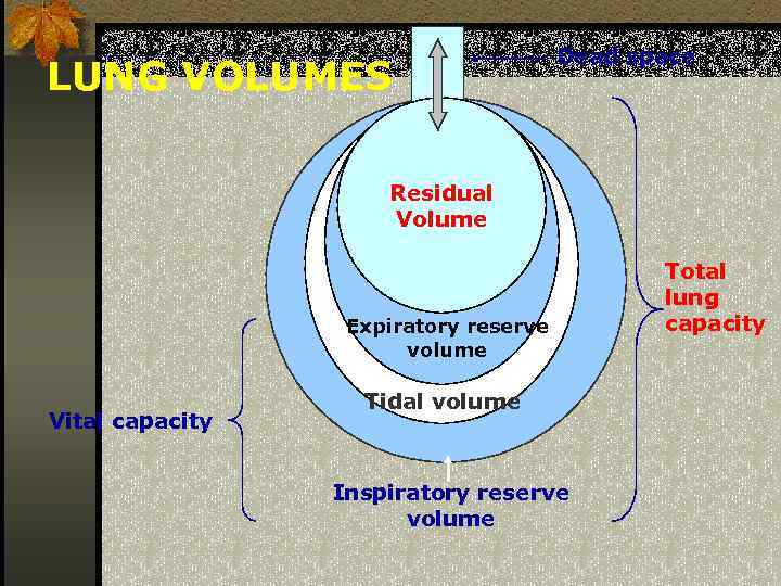 LUNG VOLUMES Dead space Residual Volume Tidal volume Expiratory reserve volume Vital capacity Tidal