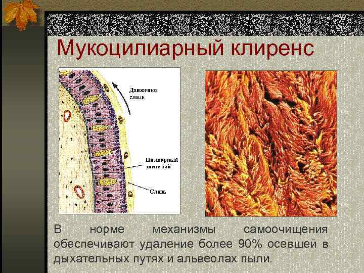 Мукоцилиарный клиренс В норме механизмы самоочищения обеспечивают удаление более 90% осевшей в дыхательных путях