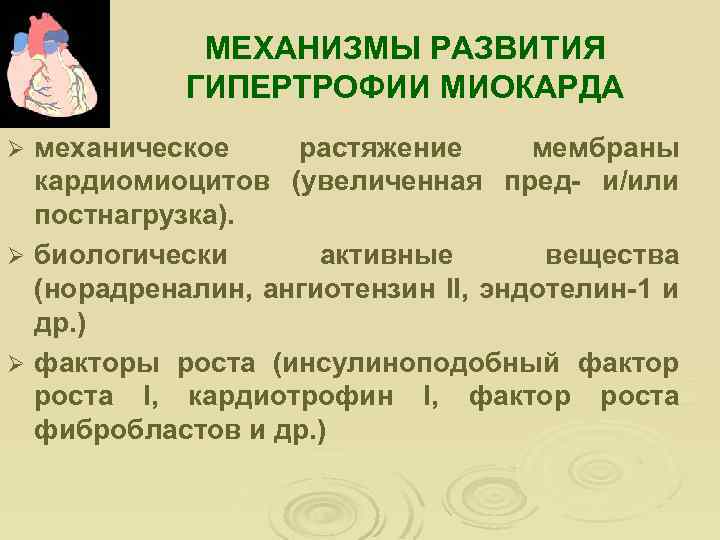 МЕХАНИЗМЫ РАЗВИТИЯ ГИПЕРТРОФИИ МИОКАРДА механическое растяжение мембраны кардиомиоцитов (увеличенная пред- и/или постнагрузка). Ø биологически