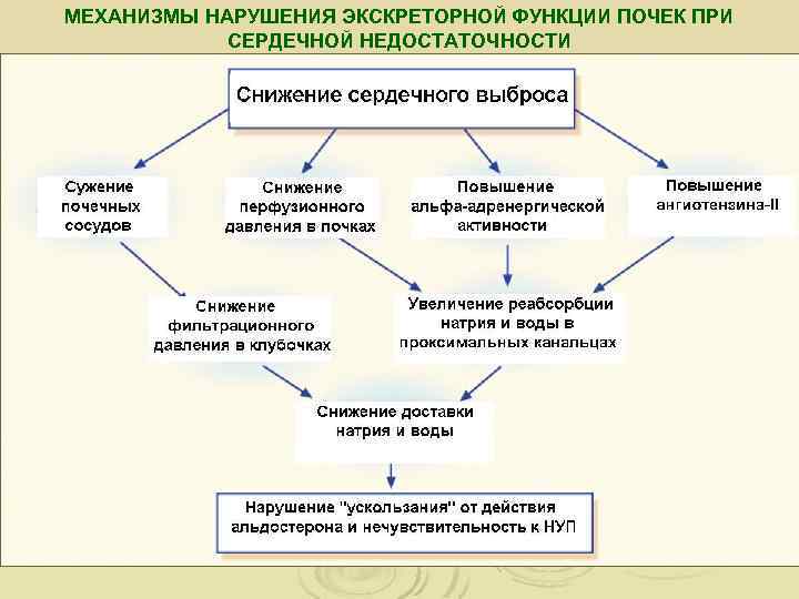 МЕХАНИЗМЫ НАРУШЕНИЯ ЭКСКРЕТОРНОЙ ФУНКЦИИ ПОЧЕК ПРИ СЕРДЕЧНОЙ НЕДОСТАТОЧНОСТИ 