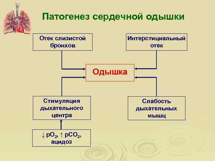 Патогенез сердечной одышки Отек слизистой бронхов Интерстициальный отек Одышка Стимуляция дыхательного центра ↓ р.