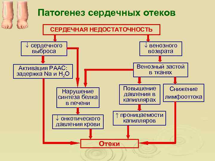 Патогенез сердечных отеков СЕРДЕЧНАЯ НЕДОСТАТОЧНОСТЬ сердечного выброса венозного возврата Активация РААС: задержка Na и