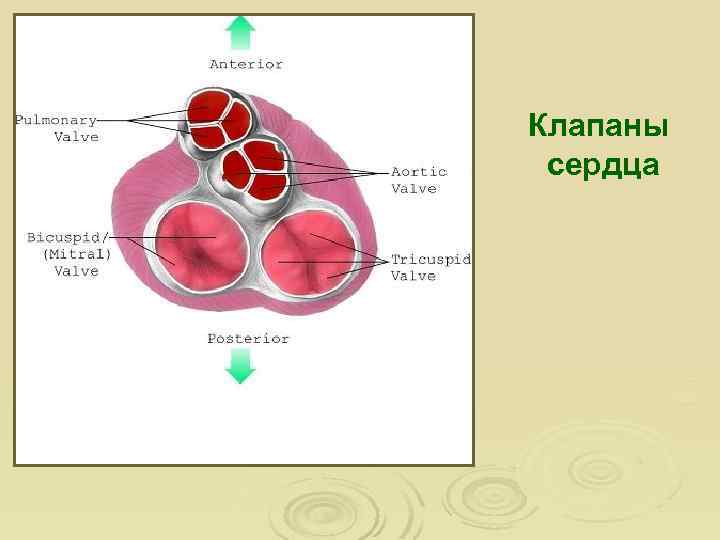 Клапаны сердца 