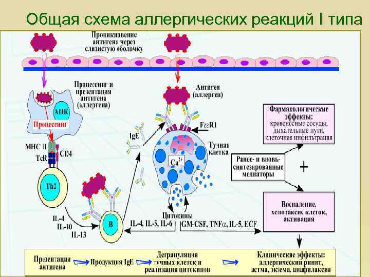 Общая схема аллергических реакций I типа 