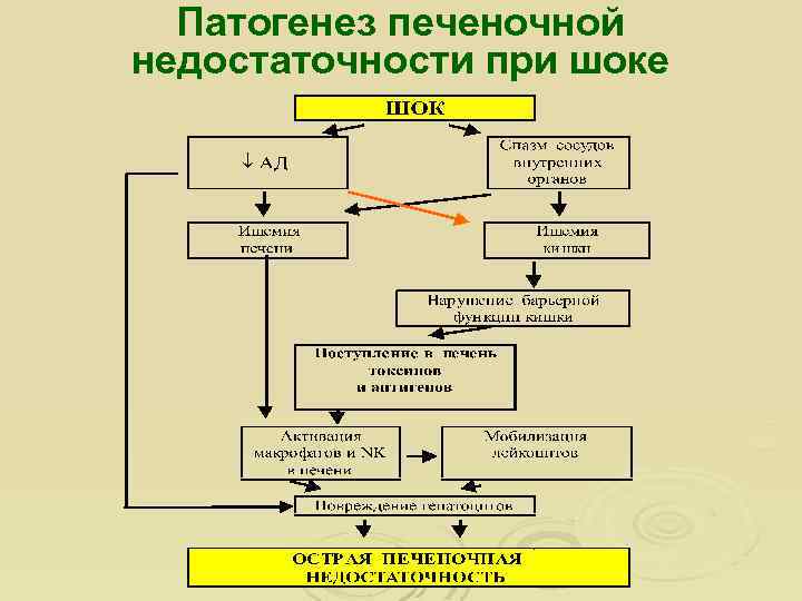 Патогенез печеночной недостаточности при шоке 