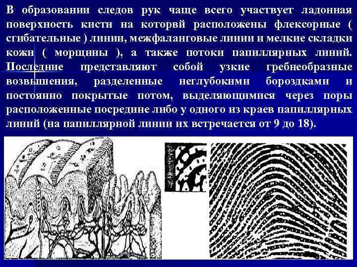 В образовании следов рук чаще всего участвует ладонная поверхность кисти на которвй расположены флексорные