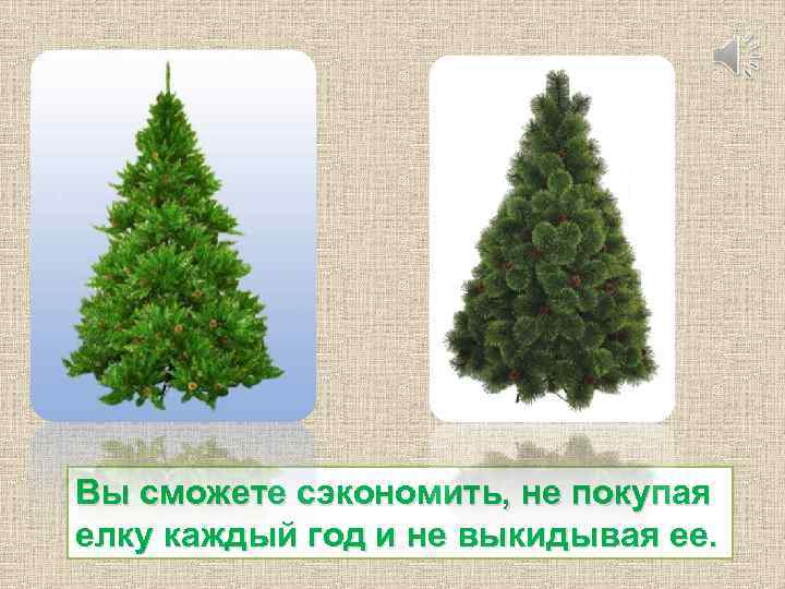 Вы сможете сэкономить, не покупая елку каждый год и не выкидывая ее. 