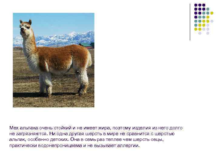 Мех альпака очень стойкий и не имеет жира, поэтому изделия из него долго не