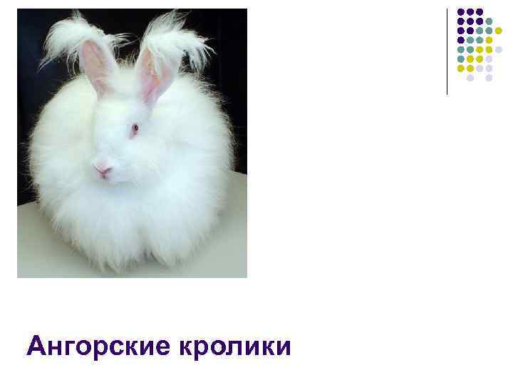 Ангорские кролики 