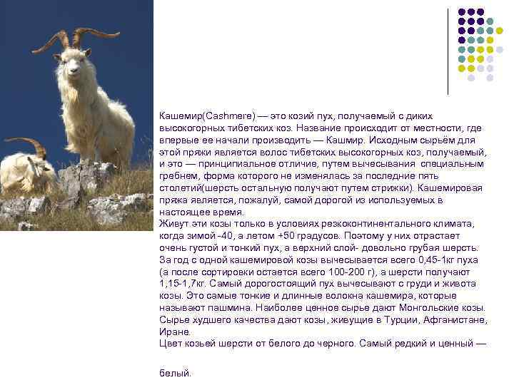 Кашемир(Cashmere) — это козий пух, получаемый с диких высокогорных тибетских коз. Название происходит от